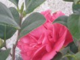 /album/a-nossa-quinta/fevereiro2013-068-jpg/